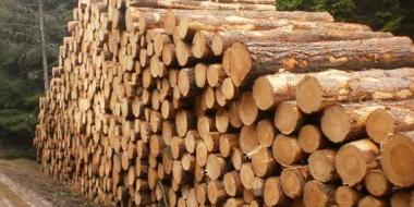 Samovýroba dřeva v obecních lesích 1