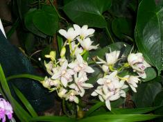 Výlet za krásami orchidejí